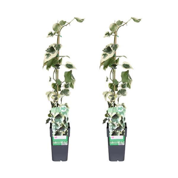 Buntlaubiger Kaukasischer Efeu - Hedera colchica 'Dentata Variegata' - ↨65cm - Ø15cm - 4 Stück 