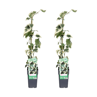 Buntlaubiger Kaukasischer Efeu - Hedera colchica 'Dentata Variegata' - ↨65cm - Ø15cm - 4 Stück 