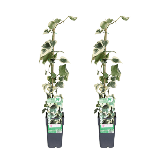 Buntlaubiger Kaukasischer Efeu - Hedera colchica 'Dentata Variegata' - ↨65cm - Ø15cm - 4 Stück 