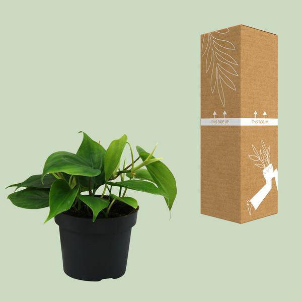 Herzblatt - Philodendron Scandens - Zimmerpflanze - Ø12cm - ↕20cm 