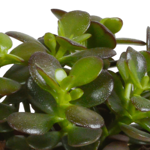 Dickblatt - Crassula - Mix - 10,5 cm - 3 Stück + Topf 