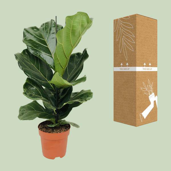 Geigen-Feige (Ficus lyrata) – Zimmerpflanze – Ø17cm ↕75cm – Trendige luftreinigende Pflanze mit großen geigenförmigen Blättern – Halbschatten – Elegante Deko 