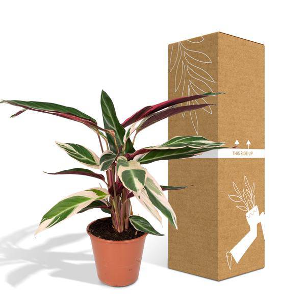Calathea Triostar – Ø17cm x H60cm – Tropische Zimmerpflanze mit rosa-grün-weißem Blattmuster – Pflegeleicht – Für indirektes Licht – Luftreinigend 