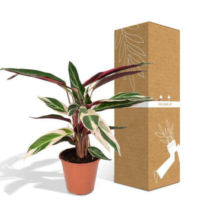 Calathea Triostar – Ø17cm x H60cm – Tropische Zimmerpflanze mit rosa-grün-weißem Blattmuster – Pflegeleicht – Für indirektes Licht – Luftreinigend 