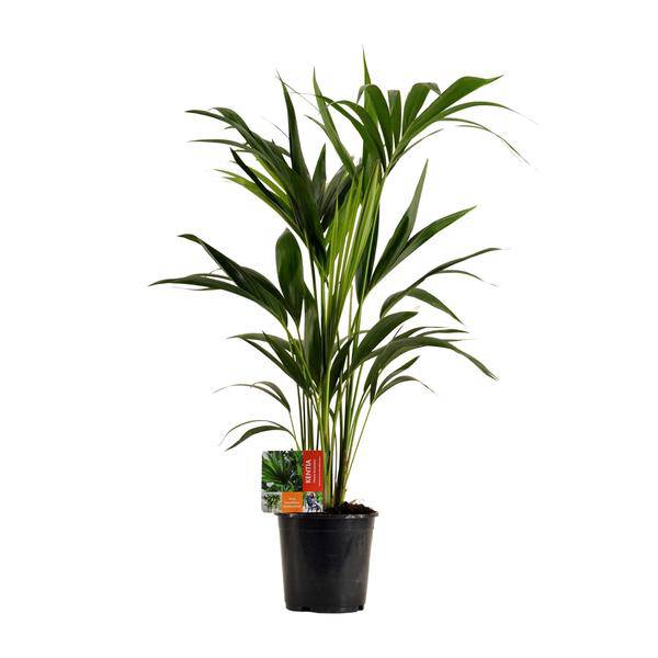 Kentiapalme - Howea Forsteriana - Zimmerpflanze - Ø19cm - ↕100cm 