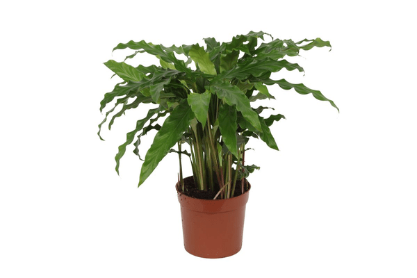 Calathea Bluegrass – Korbmarante Zimmerpflanze – Blaugrüne Blätter mit lila Unterseite – ↕35cm – Ø12cm – Tropische Pflanze für Wohnzimmer, Büro & Badezimmer 
