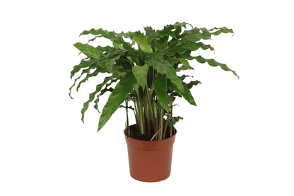Calathea Bluegrass – Korbmarante Zimmerpflanze – Blaugrüne Blätter mit lila Unterseite – ↕35cm – Ø12cm – Tropische Pflanze für Wohnzimmer, Büro & Badezimmer 