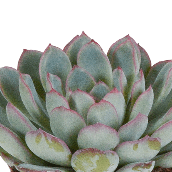 Steinrose - Echeveria Mix - 8,5cm - Zimmerpflanze - Sukkulente - 3 Stück 