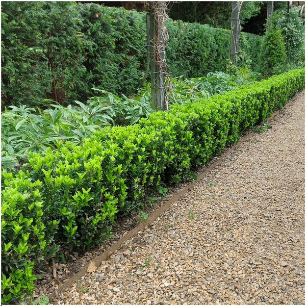 Euonymus Green Spire – Japanischer Spindelstrauch – 12 Pflanzen Ø7cm – ↕15cm – Immergrün & Winterhart – Buchsbaum Ersatz für Hecke und Garten 