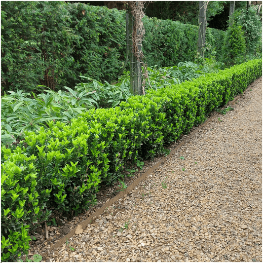 Euonymus Green Spire – Japanischer Spindelstrauch – 12 Pflanzen Ø7cm – ↕15cm – Immergrün & Winterhart – Buchsbaum Ersatz für Hecke und Garten 