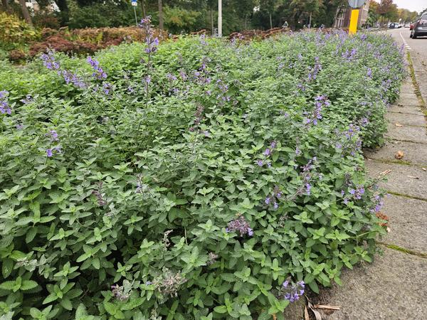 Nepeta 'Walker's Low' – 6 Pflanzen – Katzenminze – Lavendelblaue Blüten – Silbergrünes Laub – Pflegeleichte Staude – Sonnig – Bienen & Schmetterlinge 