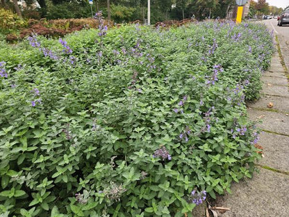 Nepeta 'Walker's Low' – 6 Pflanzen – Katzenminze – Lavendelblaue Blüten – Silbergrünes Laub – Pflegeleichte Staude – Sonnig – Bienen & Schmetterlinge 