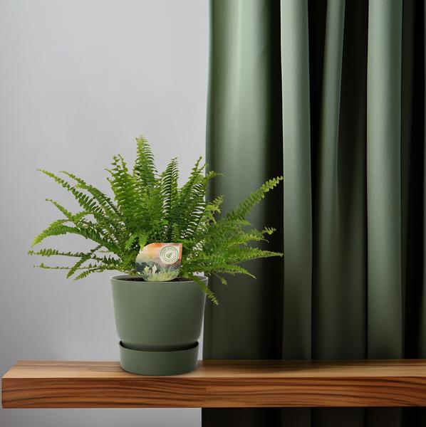 Schwertfarn Nephrolepis Green Lady – Boston-Farn Zimmerpflanze – Ø12cm – 30cm Höhe – luftreinigend & pflegeleicht – elegantes, grünes Laub 