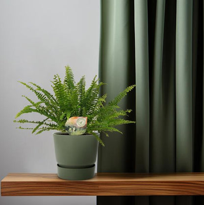 Schwertfarn Nephrolepis Green Lady – Boston-Farn Zimmerpflanze – Ø12cm – 30cm Höhe – luftreinigend & pflegeleicht – elegantes, grünes Laub 