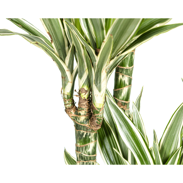 Drachenbaum Dracaena Deremensis White Stripe – Zimmerpflanze – Ø27 cm Topf – Höhe 180 cm – Elegante Blattzeichnung & pflegeleicht 