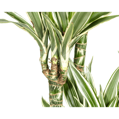 Drachenbaum Dracaena Deremensis White Stripe – Zimmerpflanze – Ø27 cm Topf – Höhe 180 cm – Elegante Blattzeichnung & pflegeleicht 