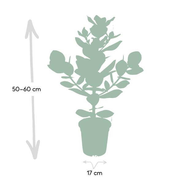 Balsamapfel Clusia Rosea Princess – Zimmerpflanze – Ø17cm – ca. 60cm hoch – Glänzende grüne Blätter – Pflegeleicht & vielseitig 