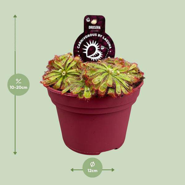 Drosera Aliciae – Sonnentau – Ø12cm – Fleischfressende Pflanze – Zimmerpflanze für Insektenabwehr & Dekoration – Pflegeleicht & faszinierend 