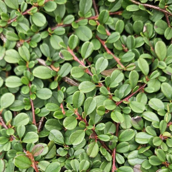 Zwergmispel Cotoneaster pro 'Streib’s Findling' – 6 Pflanzen – ↕10-25cm – Ø9cm – Bodendecker mit Blüten & Beeren – Pflegeleicht & sonnig/schattig 