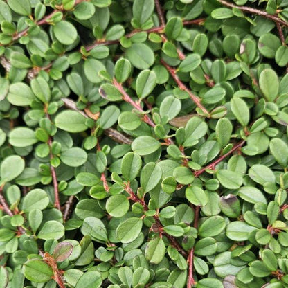 Zwergmispel Cotoneaster pro 'Streib’s Findling' – 6 Pflanzen – ↕10-25cm – Ø9cm – Bodendecker mit Blüten & Beeren – Pflegeleicht & sonnig/schattig 