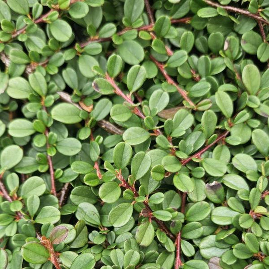 Zwergmispel Cotoneaster pro 'Streib’s Findling' – 6 Pflanzen – ↕10-25cm – Ø9cm – Bodendecker mit Blüten & Beeren – Pflegeleicht & sonnig/schattig 