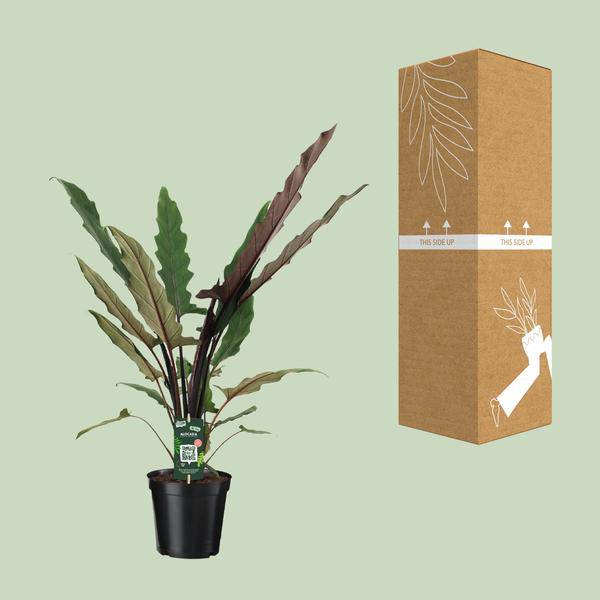 Elefantenohr – Alocasia Lauterbachiana – Zimmerpflanze – Ø19cm – ↕80cm - Exotische Pflanze mit gezackten Blättern – Blickfang für Wohnzimmer & Büro 