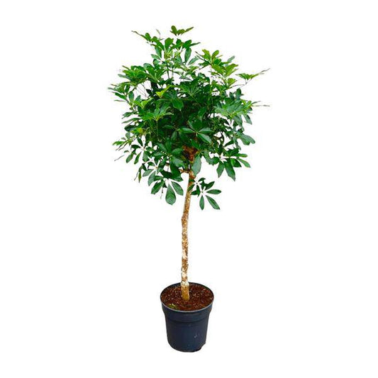 Strahlenaralie – Schefflera auf Stiel – Zimmerpflanze 170cm – Ø35cm – Immergrüne Grünpflanze mit handförmigen Blättern – Tropische XXL-Pflanze für Wohnzimmer & Büro – Pflegeleicht 