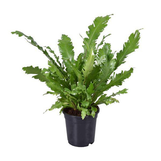 Nestfarn - Asplenium Nidus - Zimmerpflanze - Ø17cm - ↕45cm 