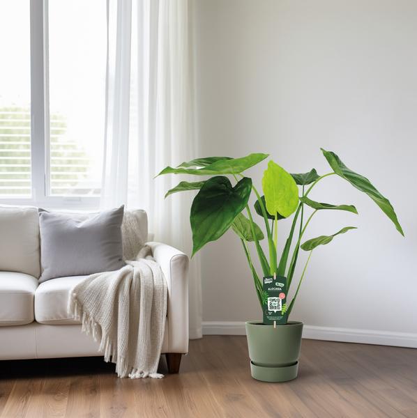 Alocasia Cucullata – Elefantenohr – Ø19cm x H55cm – Tropische Zimmerpflanze mit großen grünen Blättern – Pflegeleicht & dekorativ – Für indirektes Licht 