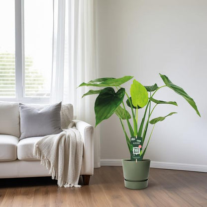 Alocasia Cucullata – Elefantenohr – Ø19cm x H55cm – Tropische Zimmerpflanze mit großen grünen Blättern – Pflegeleicht & dekorativ – Für indirektes Licht 