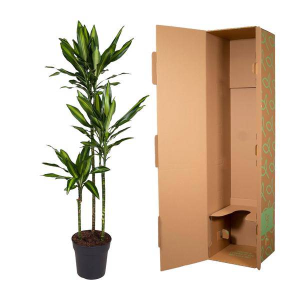 Drachenbaum – Dracaena Cintho 160cm – Ø24cm – Elegante Zimmerpflanze mit zweifarbigen Blättern – Tropische Grünpflanze für Wohnzimmer, Büro & Innenräume 