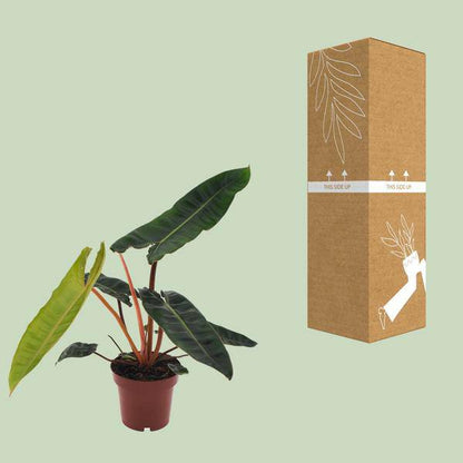 Baumfreund - Philodendron Billietiae - Zimmerpflanze - Ø12cm - ↕25cm 