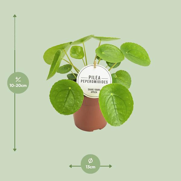 Chinesischer Geldbaum - Pilea Peperomioides - Zimmerpflanze - Ø13cm - ↕20cm 