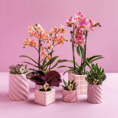 Candy Dekotopf – Hoch – Rosa – Ø9cm – Keramik Übertopf – Runde Form – Farbenfrohes Design – Für Zimmerpflanzen & Orchideen 