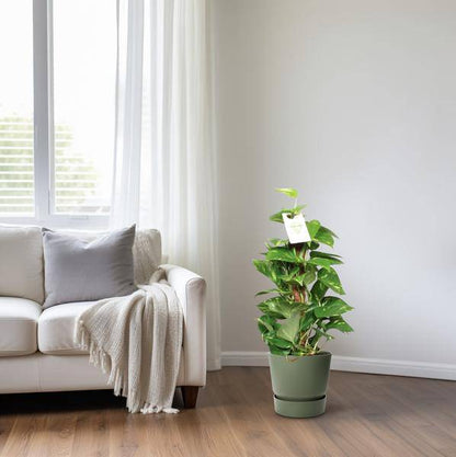 Efeutute Epipremnum Scindapsus Pinnatum – Goldene Efeutute am Moosstock – Zimmerpflanze Ø15cm ↕60cm – Herzförmige Blätter – Pflegeleichte Rankpflanze für Wohnzimmer, Büro & Innenräume 