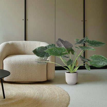 Elefantenohr – Alocasia Wentii – Zimmerpflanze – 120cm – Ø32cm – tropische Pflanze mit großen pfeilförmigen Blättern in Dunkelgrün und Violett 