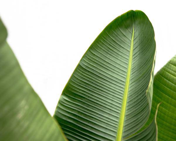 Strelitzia Augusta – Baum-Strelitzie XXL – Weißer Paradiesvogel – 250cm hoch – Ø38cm – Zimmerpflanze mit großen Fächerblättern – Exotischer Blickfang für helle Räume 