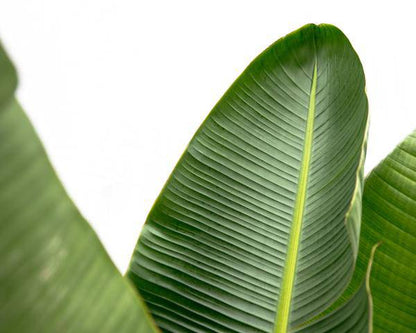 Strelitzia Augusta – Baum-Strelitzie XXL – Weißer Paradiesvogel – 250cm hoch – Ø38cm – Zimmerpflanze mit großen Fächerblättern – Exotischer Blickfang für helle Räume 