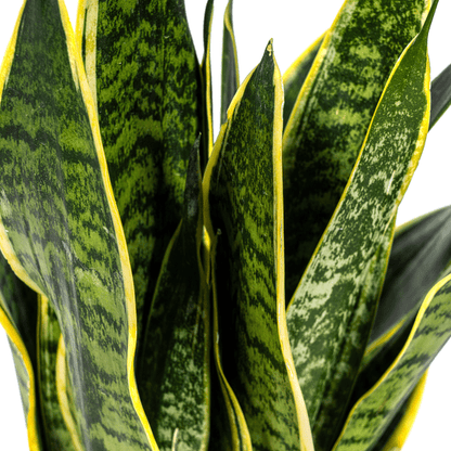 Bogenhanf Sansevieria Trifasciata Futura Superba – Zimmerpflanze – Ø17 cm Topf – Höhe 50-55 cm – Robust & pflegeleicht 