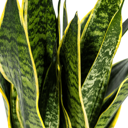 Bogenhanf Sansevieria Trifasciata Futura Superba – Zimmerpflanze – Ø17 cm Topf – Höhe 50-55 cm – Robust & pflegeleicht 