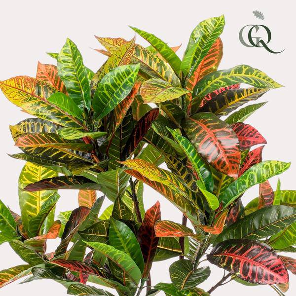 Kunstpflanze - Croton codiaeum - Wunderstrauch - 120 cm 