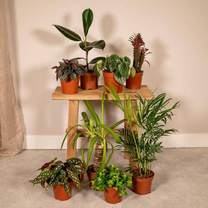 Außenseiterbox – 8 Pflanzen - Ø12cm – Vielfältige Blattstrukturen & Farben – Zimmer- und Gartenpflanzen-Mix – Perfekt für Pflanzenliebhaber 