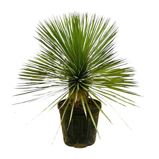 Palmlilie - Yucca Rostrata auf Stiel - ↕70 cm - Ø30cm - Exotische Zimmer- & Terrassenpflanze – Pflegeleicht & robust 