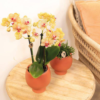 Phalaenopsis Orchid Orange Jamaica – Zimmerpflanze – Ø9cm – Strahlend orangefarbene Blüten 