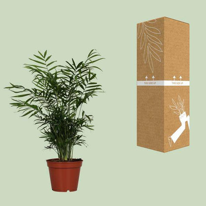 Mexikanische Bergpalme - Chamaedorea Elegans - Zimmerpflanze - Ø17cm - ↕55cm 