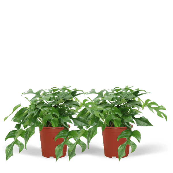 Fensterblatt - Monstera Minima - Zimmerpflanze - Ø15cm - ↕30cm - 2 Stück 