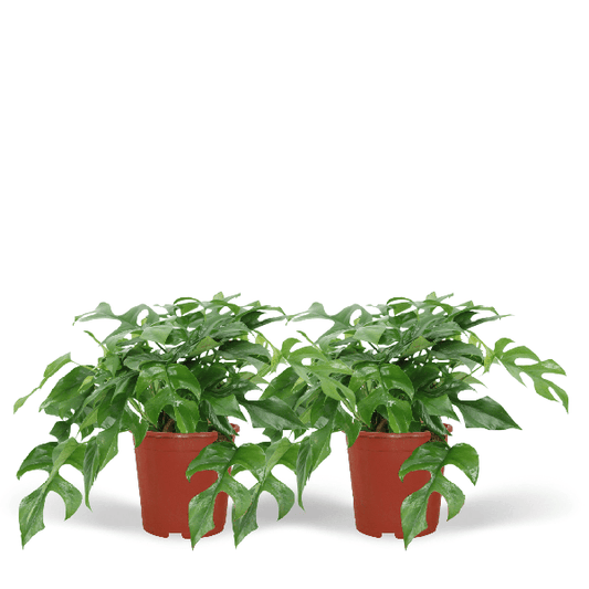 Fensterblatt - Monstera Minima - Zimmerpflanze - Ø15cm - ↕30cm - 2 Stück 