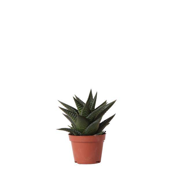 Sukkulente Haworthia Limifolia – Grüne Zimmerpflanze – Ø6cm – Pflegeleicht & Dekorativ – Perfekt für helle Standorte 