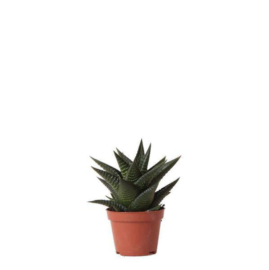 Sukkulente Haworthia Limifolia – Grüne Zimmerpflanze – Ø6cm – Pflegeleicht & Dekorativ – Perfekt für helle Standorte 