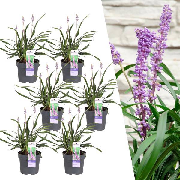 Liriope muscari 'Ingwersen' – Glöckchentraube – Immergrüne Staude – Ø14cm – ↕25-30cm – 3 Pflanzen – Bodendecker für Schatten 